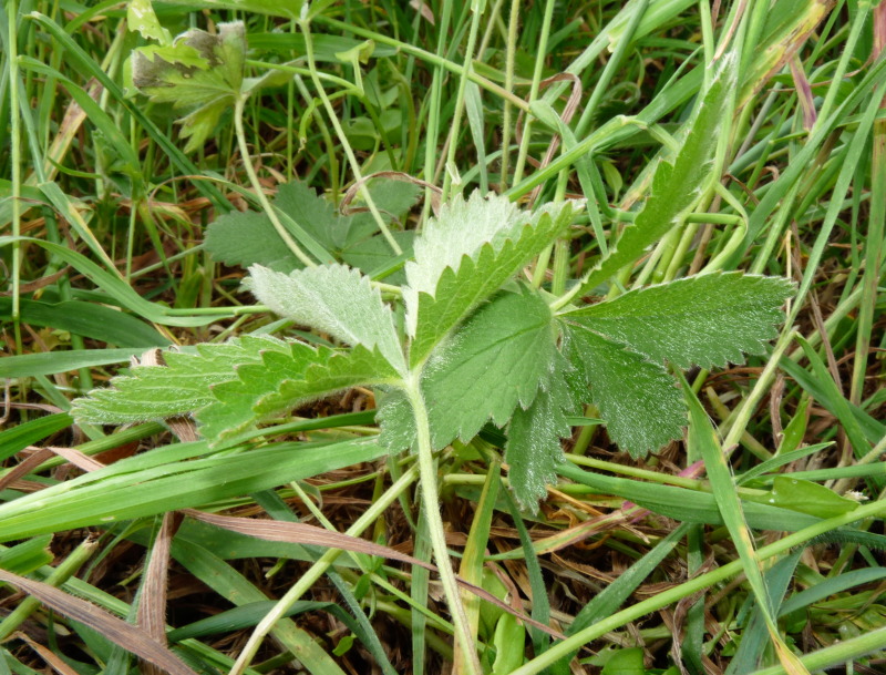 Orthezia sp.